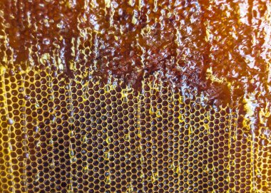 Altın nektarla dolu altıgen bal peteklerinden arı damlayan bal damlası, bal peteği yaz kompozisyonu doğal bal damlası, balmumu çerçeve arısına damlayan bal damlası, bal peteğine damlayan bal damlası