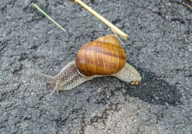Islak yolda sürünen kabuklu büyük bahçe salyangozu çabuk eve gel, salyangoz Helix vücudu korumak için sarılmış lezzetli yiyeceklerden oluşur, balçıklı doğal neşe salyangozu balçıktan korur, besleyici krema yapabilir.