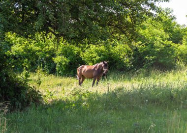 Yazlık çiçek çayırında güzel kahverengi at, yeşil çimen yiyen at. Uzun yeleli at aygırı ayakta duruyor. Atlı aygır açık havada, büyük at atları.