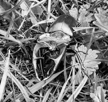 Vahşi ormanda uzun ve keskin çeneleri olan erkek geyik böceği meşe ağacının gövdesinde oturur, böcek geyiği büyük boynuzlardan, güzel güçlü bacaklardan, geyik böceğinden oluşur.