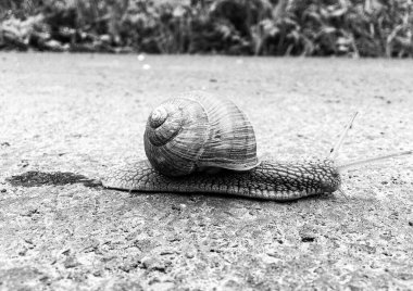 Islak yolda sürünen kabuklu büyük bahçe salyangozu çabuk eve gel, salyangoz Helix, vücudu korumak için sarmalanmış lezzetli yiyeceklerden oluşur, balçık kabuklu doğal hayvan salyangozu, besleyici krema yapar.