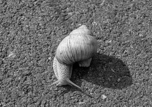 Big Garden Snail Shell Crawling Wet Road Hurry Home Snail — Stock Photo, Image