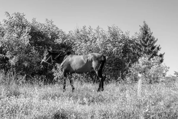 Beautiful Wild Brown Horse Stallion Summer Flower Meadow Equine Eating — Zdjęcie stockowe