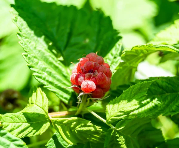 Photography Whole Ripe Berry Red Raspberry Green Stem Leaf Medicament — Stock Photo, Image