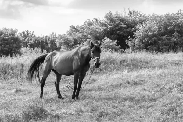 Beautiful Wild Brown Horse Stallion Summer Flower Meadow Equine Eating — 图库照片