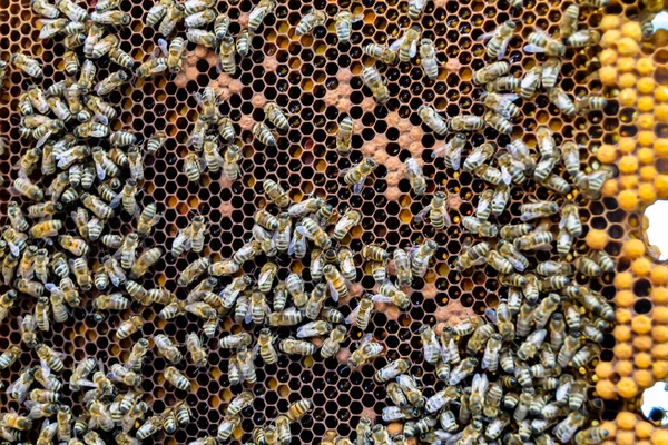 Abstract Hexagonstructuur Honingraat Van Bijenkorf Gevuld Met Gouden Honing Honingraat — Stockfoto