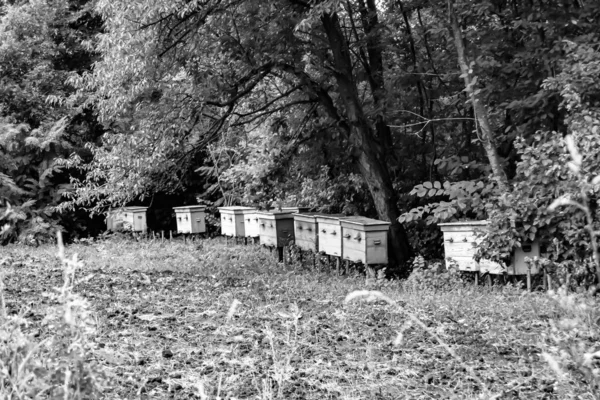 Okřídlená Včela Pomalu Létá Úlu Sbírat Nektar Soukromé Včelín Živých — Stock fotografie