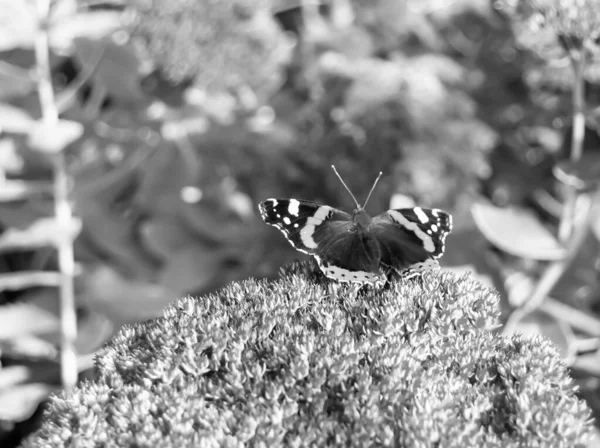 Fotografie Téma Krásný Černý Motýl Monarch Louce Květ Fotografie Skládající — Stock fotografie