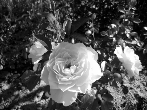 Букет Полевых Цветов Колючие Розы Цветущие Саду Естественными Листьями Букет — стоковое фото