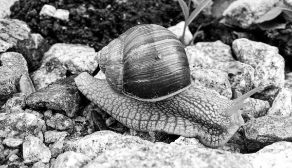 Big Garden Snail Shell Crawling Wet Road Hurry Home Snail — Stock Photo, Image