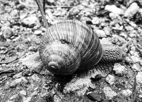 달팽이 Helix 도로를 기어다니면서 집으로 서둘러 돌아오는데 달팽이 Helix 보호하기 — 스톡 사진