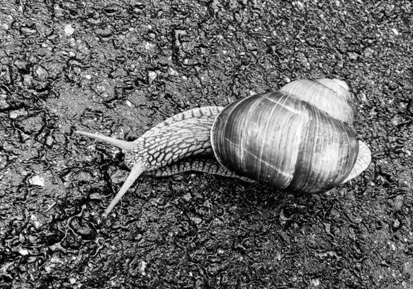 大きな庭のカタツムリのシェルのぬれた道路急いで家にクロールでは カタツムリのヘリックスは 栄養クリームを作ることができるスライムからシェル内の体 自然の動物のカタツムリを保護するために食用おいしい料理のコイルシェルで構成されています — ストック写真