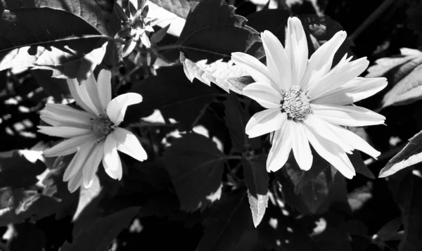Bukiet Dzikie Kwiaty Rumianek Kwitnący Ogrodzie Naturalnych Liści Piękny Bukiet — Zdjęcie stockowe