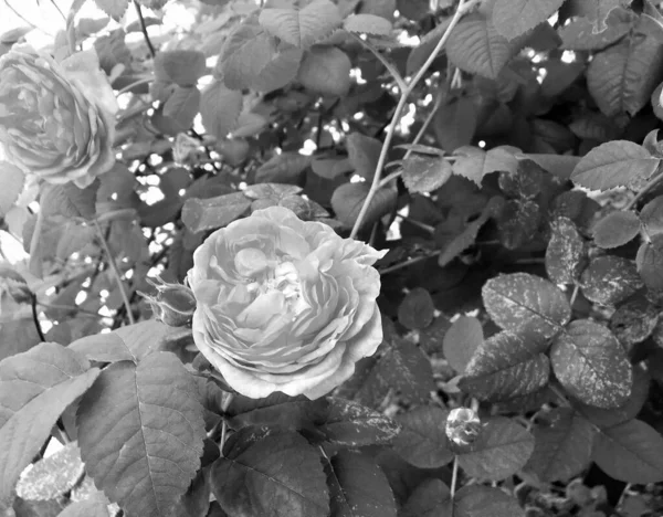 Strauß Wildblumen Stachelige Rose Blüht Garten Mit Natürlichen Blättern Strauß — Stockfoto