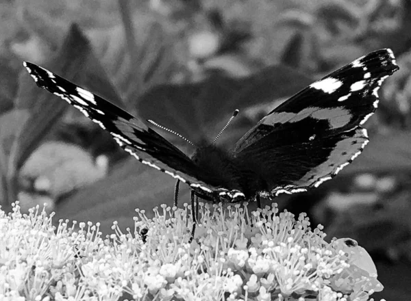 Photography Theme Beautiful Black Butterfly Monarch Meadow Flower Photo Consisting — Stock Photo, Image