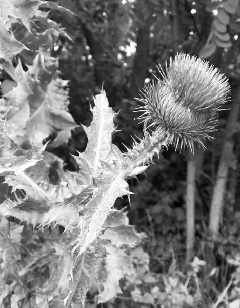 Μπουκέτο Αγριολούλουδα Αγκαθωτό Άνθος Στον Κήπο Φυσικά Φύλλα Μπουκέτο Αγριολούλουδα — Φωτογραφία Αρχείου