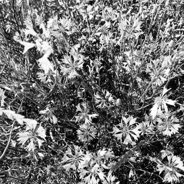 Μπουκέτο Αγριολούλουδα Γαρύφαλλο Ανθίζει Στον Κήπο Φυσικά Φύλλα Όμορφο Μπουκέτο — Φωτογραφία Αρχείου