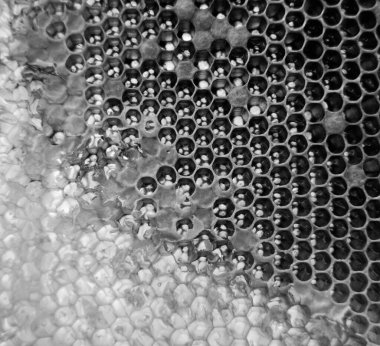 Altın nektarla dolu altıgen bal peteklerinden arı damlayan bal damlası, bal peteği yaz kompozisyonu doğal bal damlası, balmumu çerçeve arısına damlayan bal damlası, bal peteğine damlayan bal damlası