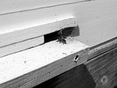 Kanatlı arı yavaşça uçar ve canlı çiçeklerden özel arı kovanına nektar toplar. Arı kovanından, arı kovanından, arı bacağındaki çiçek tozundan, arılara yakın planda arı kovanından oluşan arı kovanından.