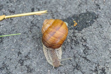 Islak yolda sürünen kabuklu büyük bahçe salyangozu çabuk eve gel, salyangoz Helix vücudu korumak için sarılmış lezzetli yiyeceklerden oluşur, balçıklı doğal neşe salyangozu balçıktan korur, besleyici krema yapabilir.