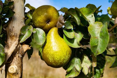Tema üzerine fotoğraf: Temiz gökyüzünün altında doğal yaprakları olan güzel meyve dalı armut ağacı, kırsal alanda meyve dalı armut ağacı, büyük bahçedeki çiçek dalı armut ağacı.