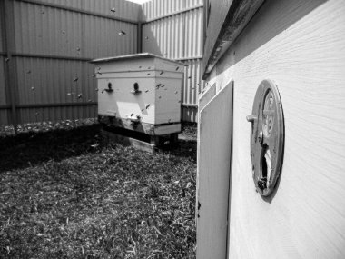 Kanatlı arı yavaşça uçar ve canlı çiçeklerden özel arı kovanına nektar toplar. Arı kovanından, arı kovanından, arı bacağındaki çiçek tozundan, arılara yakın planda arı kovanından oluşan arı kovanından.