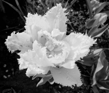 Çiçekler bahçeye kapanıyor doğal yapraklarla çiçek açıyor, güzel kır çiçekleri kapalı kırsal bahçeye çiçek açıyor, kır çiçekleri bahçeye çiçek açıyor.