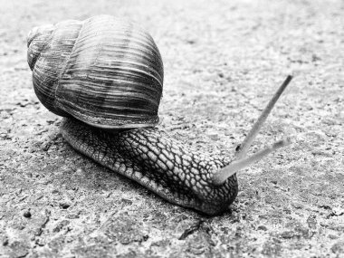 Islak yolda sürünen kabuklu büyük bahçe salyangozu çabuk eve gel, salyangoz Helix, vücudu korumak için sarmalanmış lezzetli yiyeceklerden oluşur, balçık kabuklu doğal hayvan salyangozu, besleyici krema yapar.