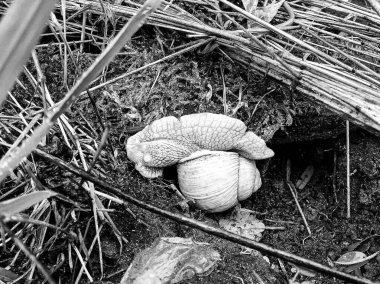 Islak yolda sürünen kabuklu büyük bahçe salyangozu çabuk eve gel, salyangoz Helix, vücudu korumak için sarmalanmış lezzetli yiyeceklerden oluşur, balçık kabuklu doğal hayvan salyangozu, besleyici krema yapar.