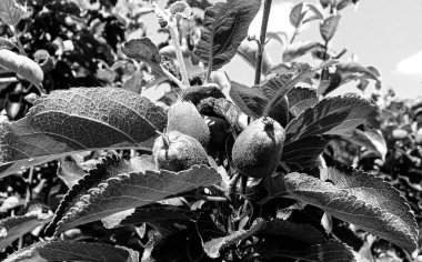 Tema üzerine fotoğraf: Temiz gökyüzü altında doğal yaprakları olan güzel meyve dalı elma ağacı, kırsal alanda meyve dalı elma ağacı, büyük bahçede çiçek dalı elma ağacı.