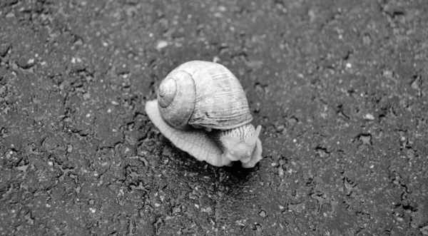 Big Garden Snail Shell Crawling Wet Road Hurry Home Snail — Zdjęcie stockowe