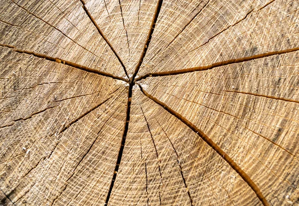 Bella Legno Frattura Vecchia Quercia Texture Naturale Primo Piano Consistenti — Foto Stock