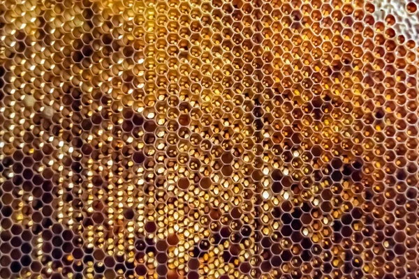Drop Bee Honey Drip Hexagonal Honeycombs Filled Golden Nectar Honeycombs — 图库照片