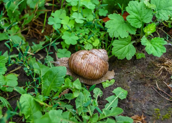 Grande Chiocciola Giardino Guscio Strisciando Sulla Strada Bagnata Fretta Casa — Foto Stock