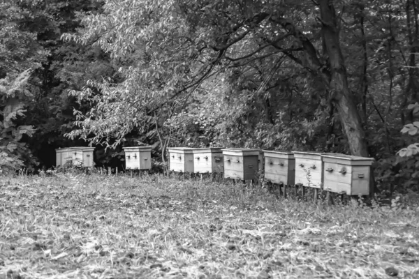 Winged Bee Slowly Flies Beehive Collect Nectar Private Apiary Live — Foto Stock