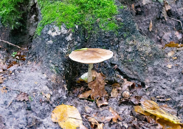 葉を背景に森の中で大規模な美しい毒キノコをテーマにした写真 森の屋外への天然毒キノコで構成された写真 大きな森の近くで毒キノコ — ストック写真