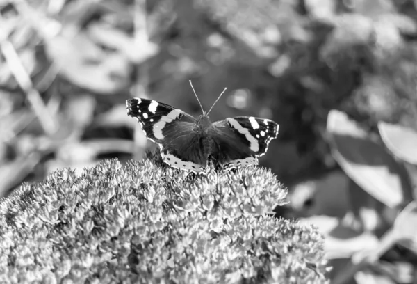 美しい黒い蝶をテーマに写真牧草地の花のモナーク 彼の明るい翼を振って牧草地の花のモナークから成る写真 ボディ古い蝶牧草地の花にモナーク — ストック写真