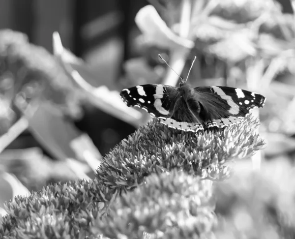 Photography Theme Beautiful Black Butterfly Monarch Meadow Flower Photo Consisting — Foto Stock