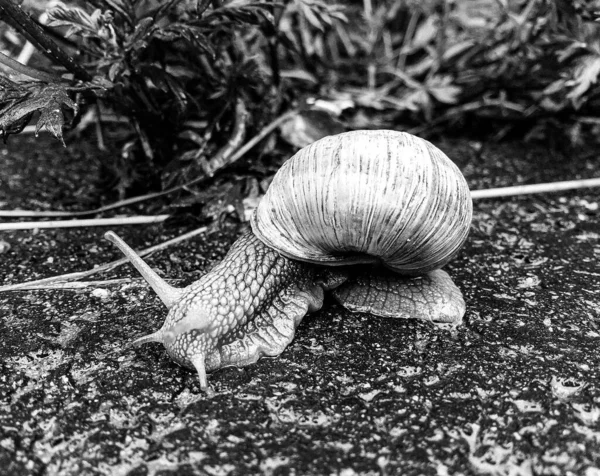 Caracol Jardín Grande Concha Arrastrándose Camino Húmedo Prisa Casa Caracol —  Fotos de Stock