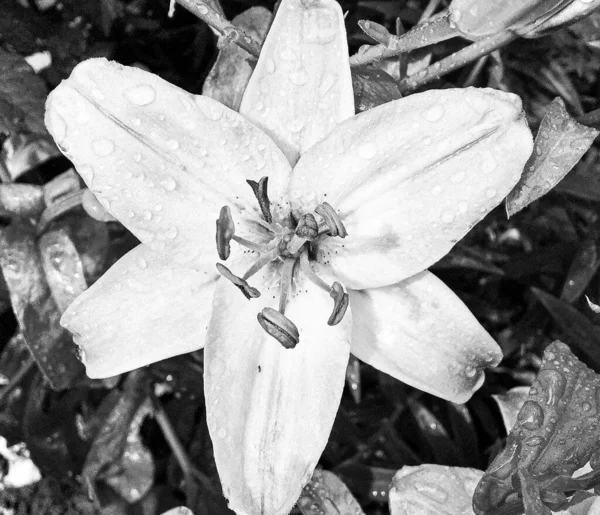 Bukiet Dzikie Kwiaty Lilia Kwitnąca Ogrodzie Naturalnych Liści Piękny Bukiet — Zdjęcie stockowe