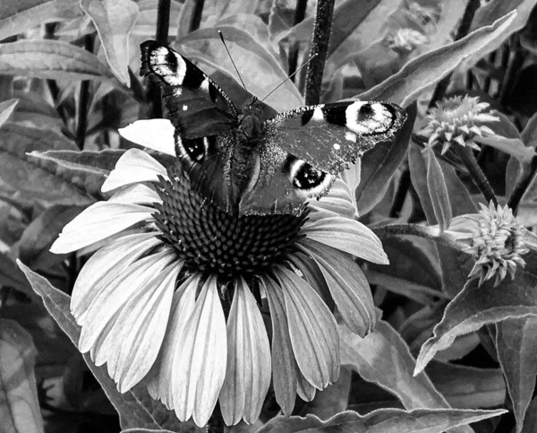 美しい黒い蝶をテーマに写真牧草地の花のモナーク 彼の明るい翼を振って牧草地の花のモナークから成る写真 ボディ古い蝶牧草地の花にモナーク — ストック写真