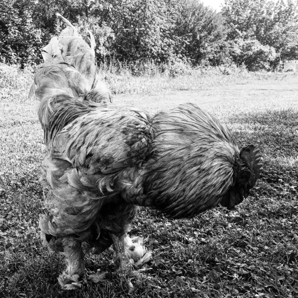 Coq Chantant Recherche Nourriture Dans Herbe Naturelle Sur Basse Cour — Photo