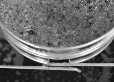 Altın nektarla dolu altıgen bal peteklerinden arı damlayan bal damlası, bal peteği yaz kompozisyonu doğal bal damlası, balmumu çerçeve arısına damlayan bal damlası, bal peteğine damlayan bal damlası