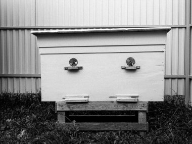 Kanatlı arı yavaşça uçar ve canlı çiçeklerden özel arı kovanına nektar toplar. Arı kovanından, arı kovanından, arı bacağındaki çiçek tozundan, arılara yakın planda arı kovanından oluşan arı kovanından.