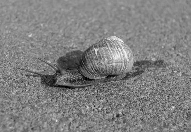 Islak yolda sürünen kabuklu büyük bahçe salyangozu çabuk eve gel, salyangoz Helix, vücudu korumak için sarmalanmış lezzetli yiyeceklerden oluşur, balçık kabuklu doğal hayvan salyangozu, besleyici krema yapar.