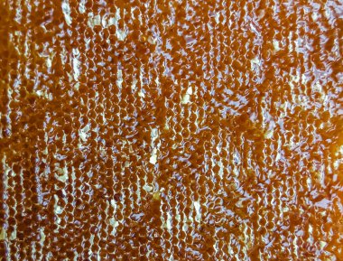 Altın nektarla dolu altıgen bal peteklerinden arı damlayan bal damlası, bal peteği yaz kompozisyonu doğal bal damlası, balmumu çerçeve arısına damlayan bal damlası, bal peteğine damlayan bal damlası