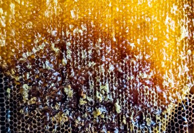 Altın nektarla dolu altıgen bal peteklerinden arı damlayan bal damlası, bal peteği yaz kompozisyonu doğal bal damlası, balmumu çerçeve arısına damlayan bal damlası, bal peteğine damlayan bal damlası