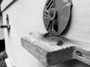 Kanatlı arı yavaşça uçar ve canlı çiçeklerden özel arı kovanına nektar toplar. Arı kovanından, arı kovanından, arı bacağındaki çiçek tozundan, arılara yakın planda arı kovanından oluşan arı kovanından.