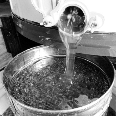 Sıvı nektarla dolu altıgen bal peteklerinden arı damlayan bal damlası, bal petekleri doğal bal damlatan yaz kompozisyonu, balmumu çerçeveli arı damlası, bal peteğine damlayan bal damlası