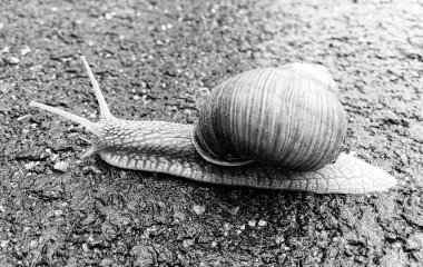 Islak yolda sürünen kabuklu büyük bahçe salyangozu çabuk eve gel, salyangoz Helix, vücudu korumak için sarmalanmış lezzetli yiyeceklerden oluşur, balçık kabuklu doğal hayvan salyangozu, besleyici krema yapar.